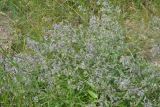 Смотреть изображение Nepeta parviflora