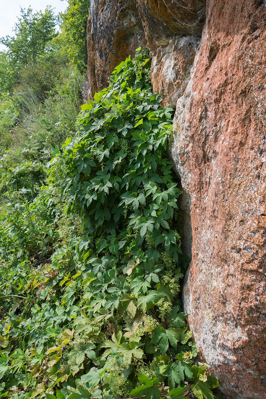 Image of Humulus lupulus specimen.