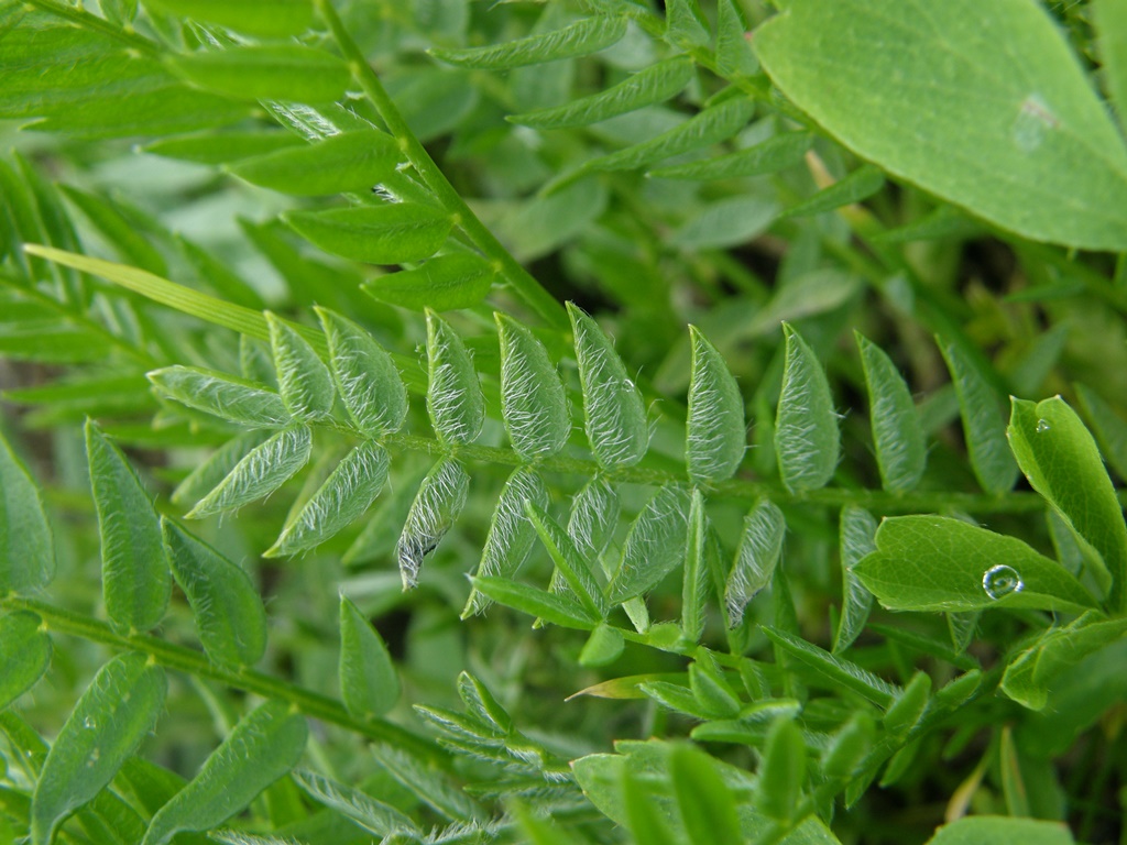 Изображение особи Oxytropis kusnetzovii.