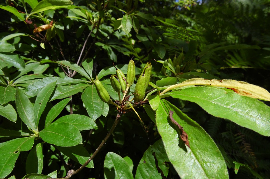 Image of Rhododendron luteum specimen.