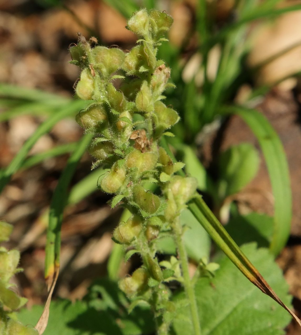 Image of Veronica officinalis specimen.