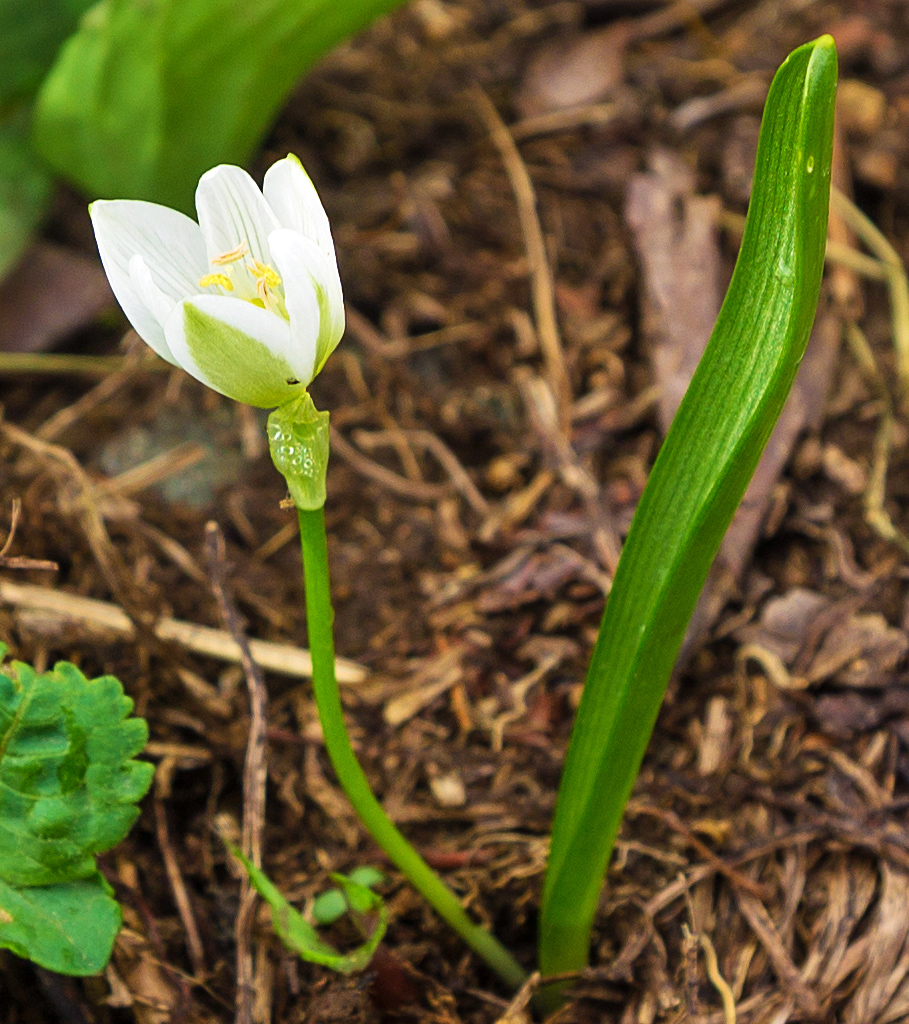 Image of Ornithogalum balansae specimen.