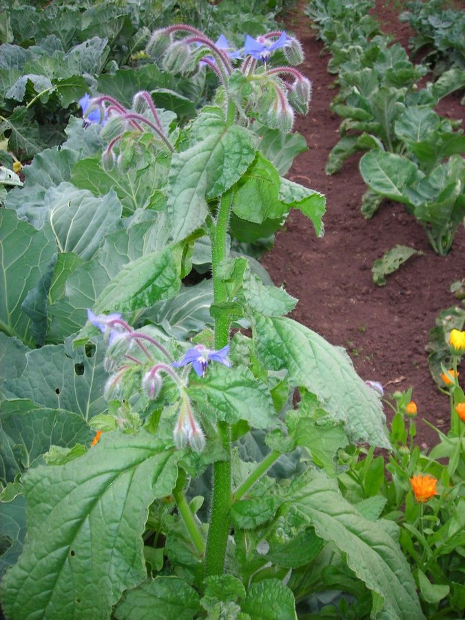 Изображение особи Borago officinalis.