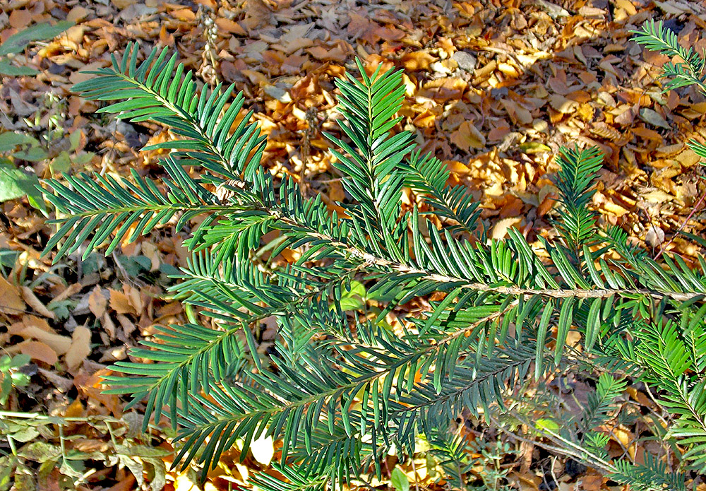 Image of Taxus baccata specimen.