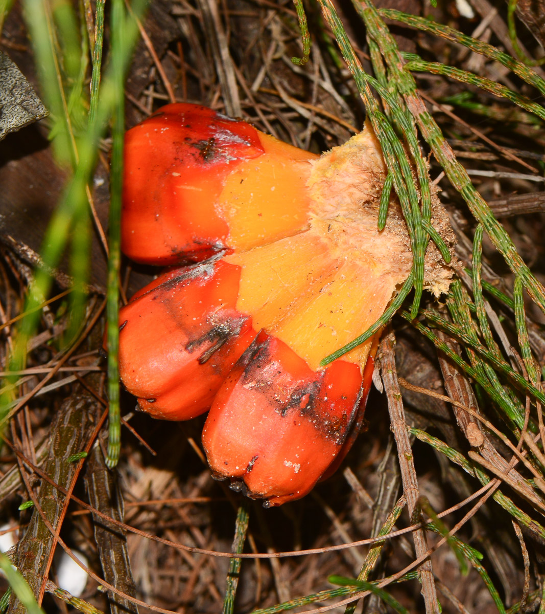 Изображение особи Pandanus tectorius.