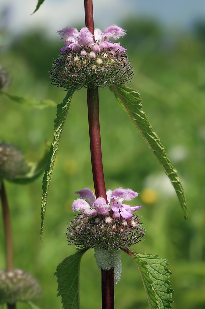 Image of Phlomoides tuberosa specimen.