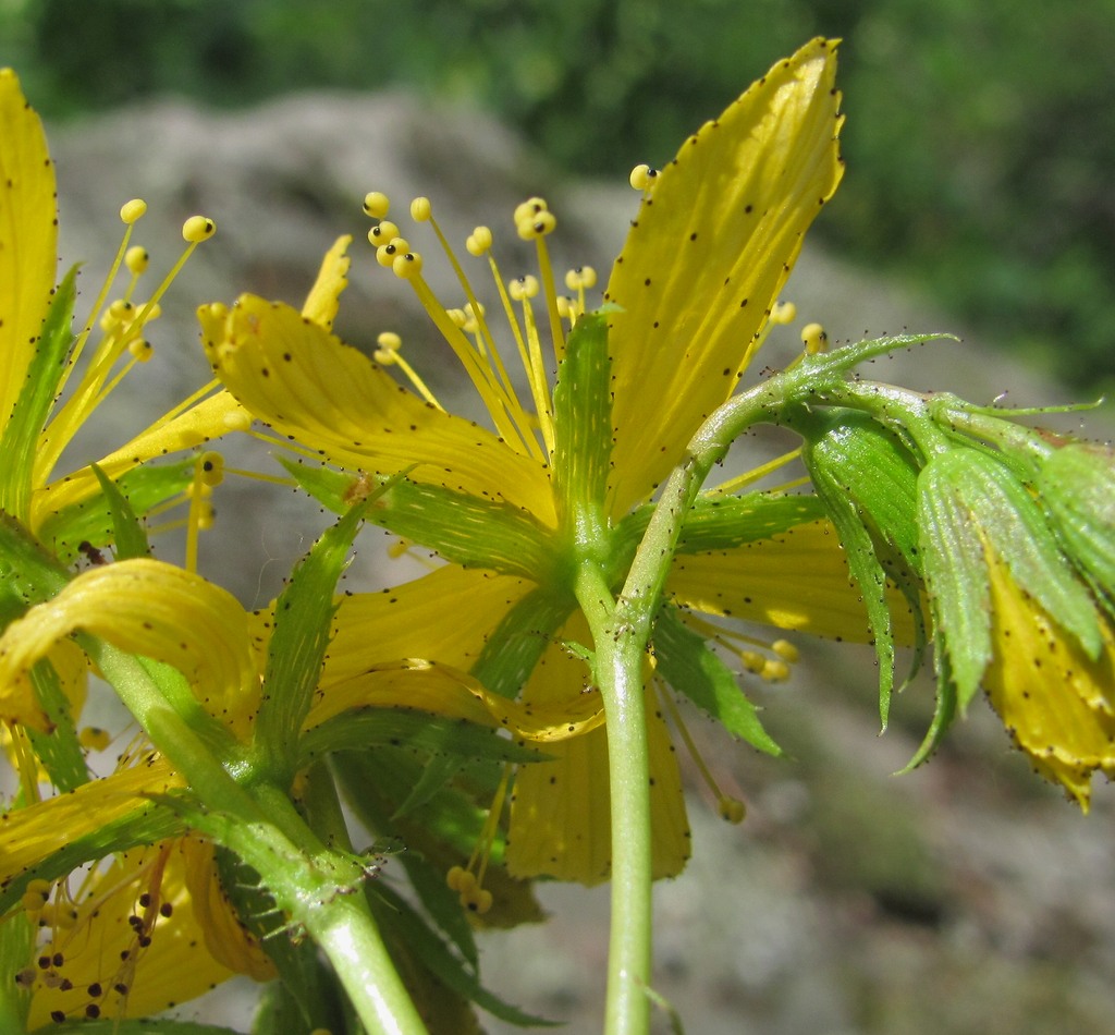 Image of Hypericum maleevii specimen.