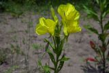 Oenothera biennis. Верхушка цветущего растения (слева бутон Kohlrauschia prolifera). Республика Адыгея, г. Майкоп, южная окраина, правый берег р. Белая, на песке. 12.06.2017.