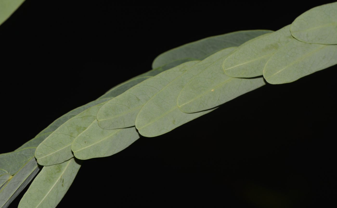 Image of Sesbania grandiflora specimen.