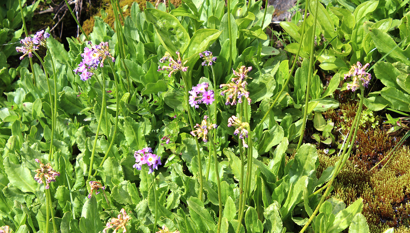 Image of Primula auriculata specimen.