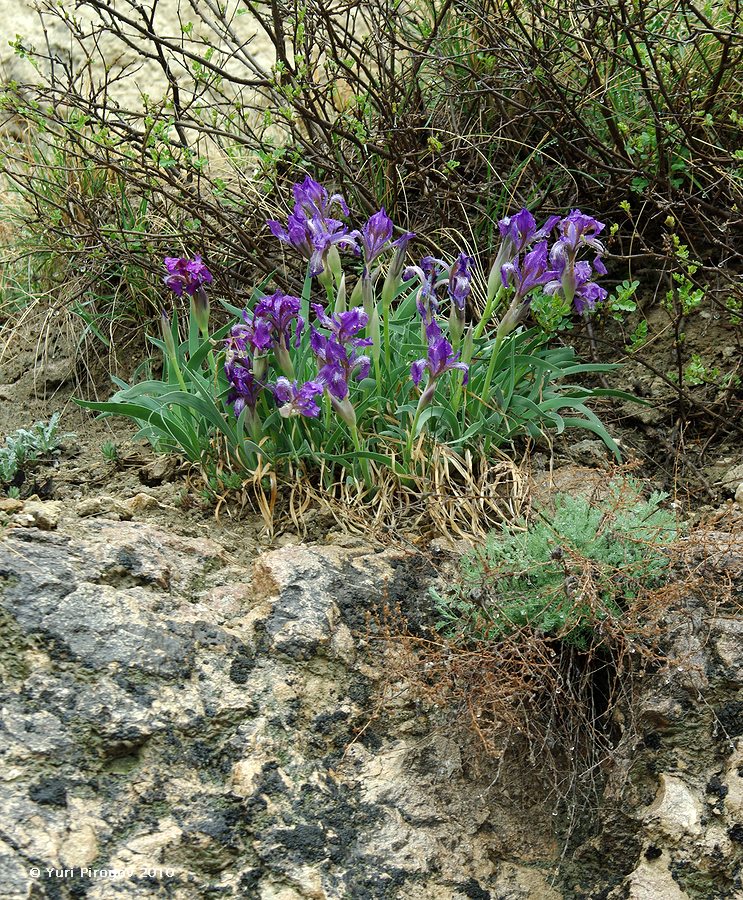 Изображение особи Iris timofejewii.