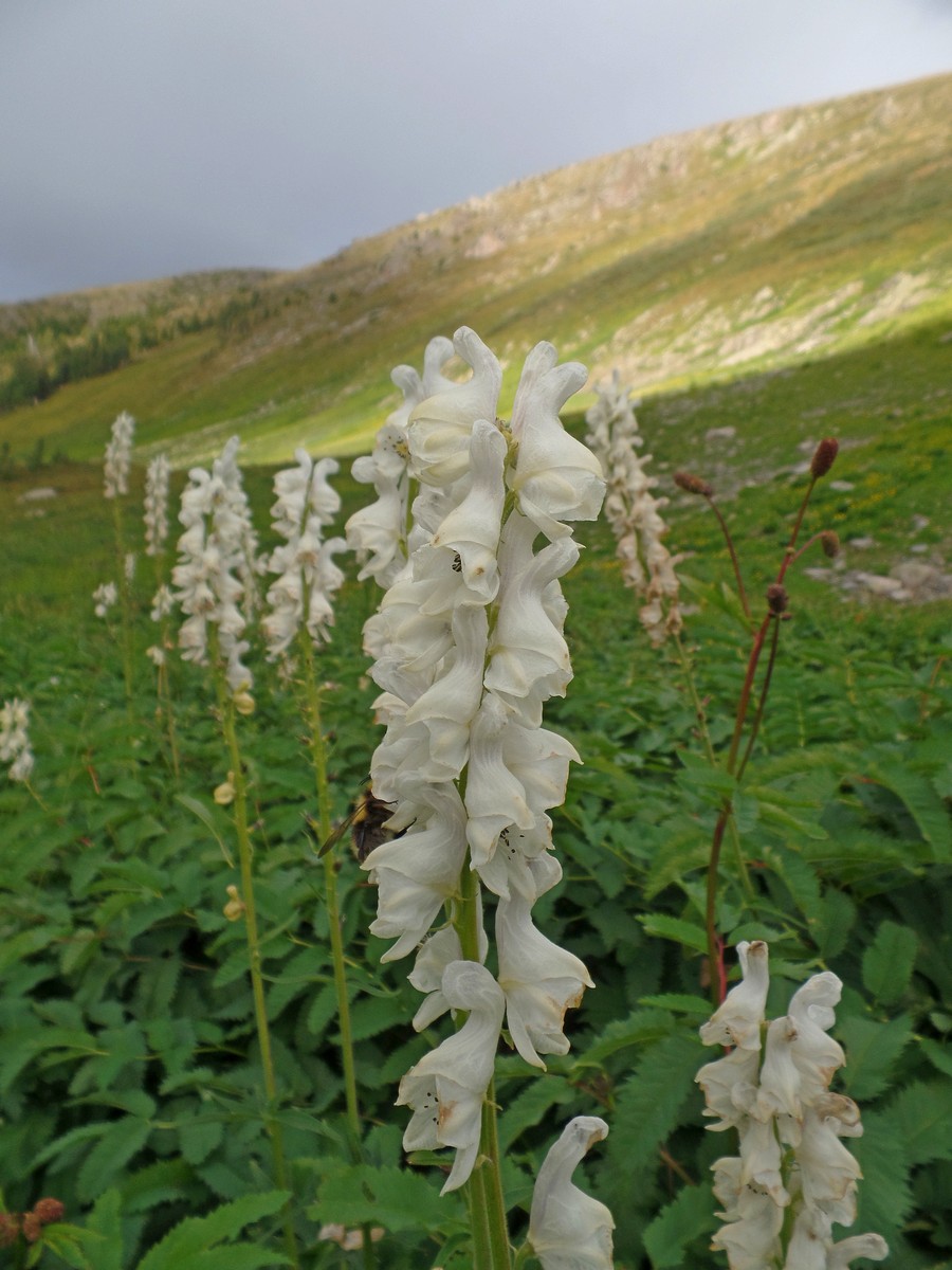 Image of Aconitum leucostomum specimen.