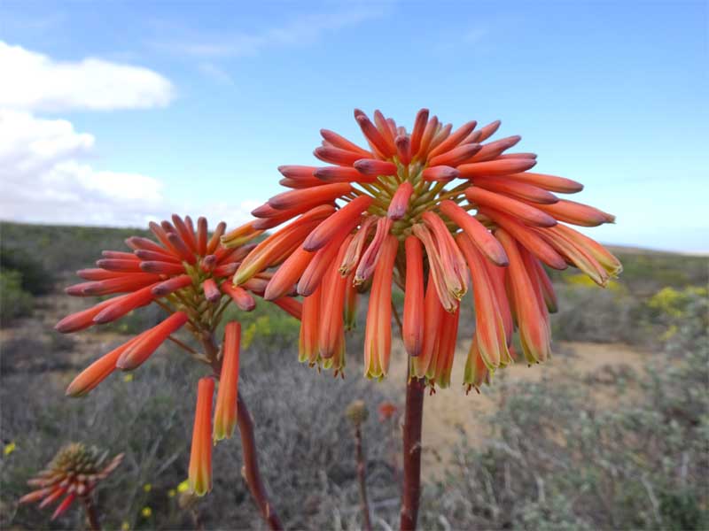 Изображение особи Aloe maculata.