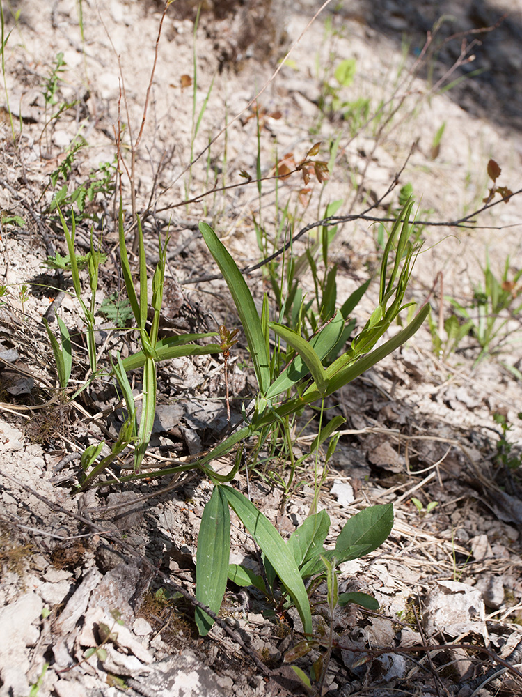 Image of Lathyrus sylvestris specimen.