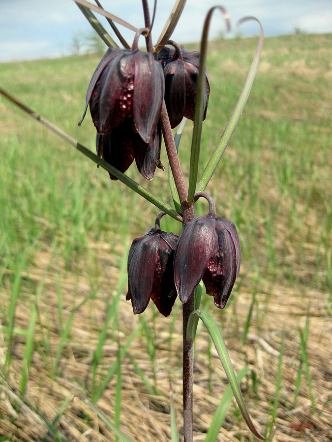 Image of Fritillaria ruthenica specimen.