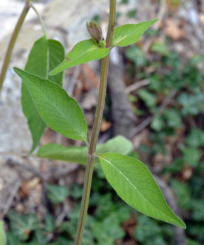 Изображение особи род Salvia.