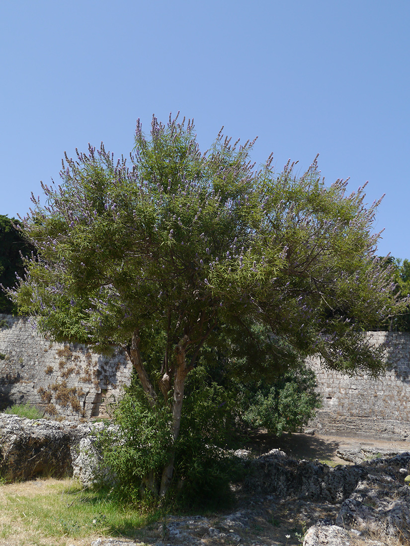 Image of Vitex agnus-castus specimen.