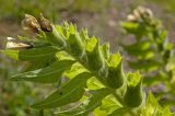 Hyoscyamus niger. Верхушка цветущего и плодоносящего побега. Пермский край, Кунгурский р-н, долина р. Ирень в р-не урочища Кокуй, правый, песчано-галечный, берег, зарастающий луговой растительностью. 22 июля 2017 г.