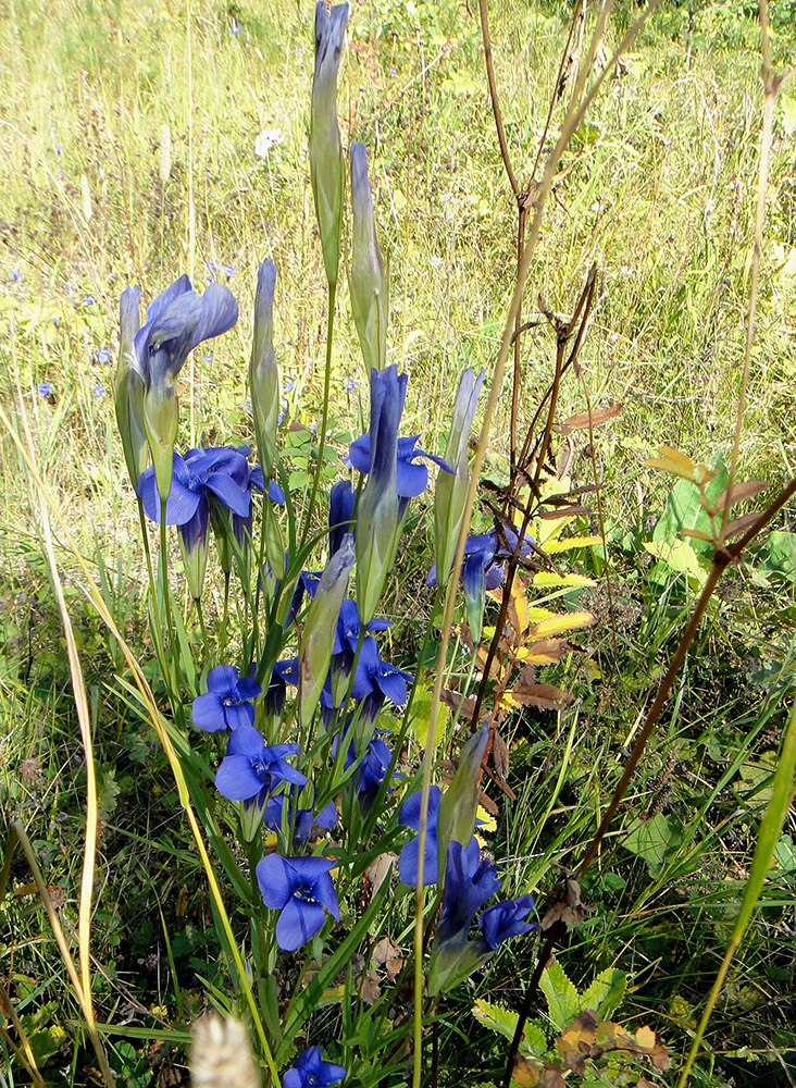 Изображение особи Gentianopsis barbata.