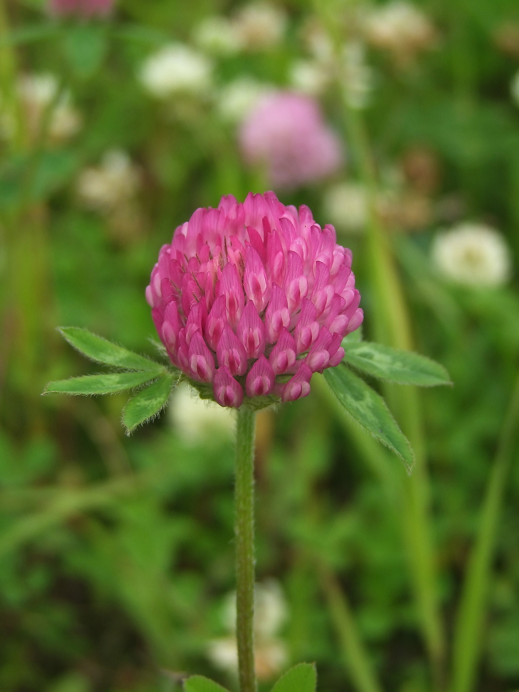 Изображение особи Trifolium pratense.