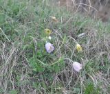 Pulsatilla violacea