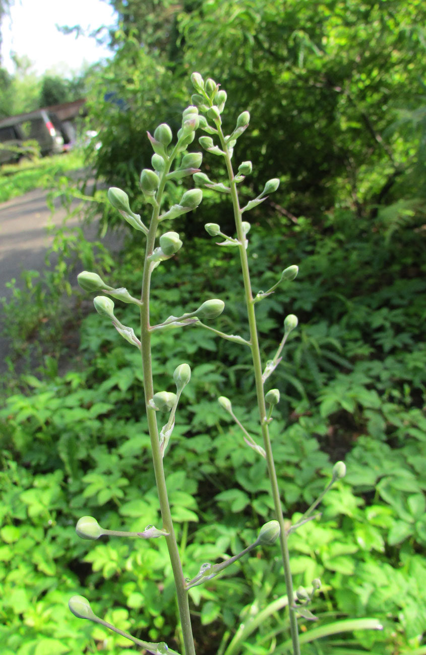 Изображение особи Zigadenus elegans.