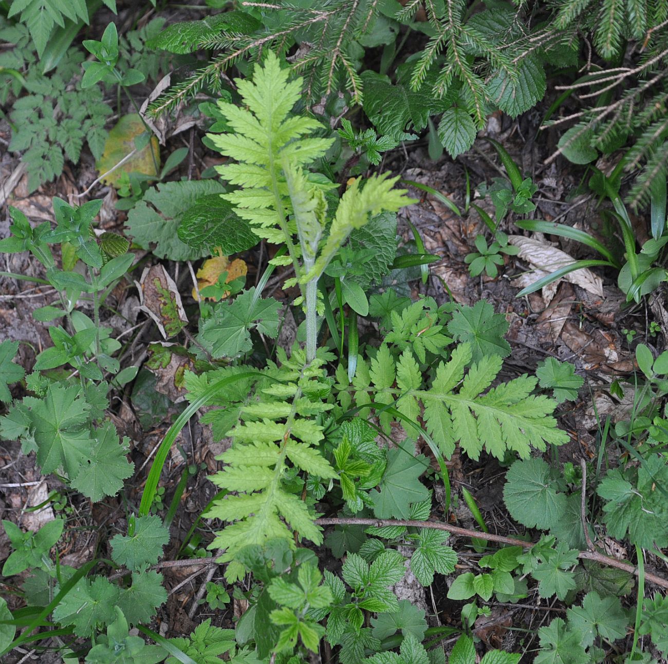 Image of familia Asteraceae specimen.