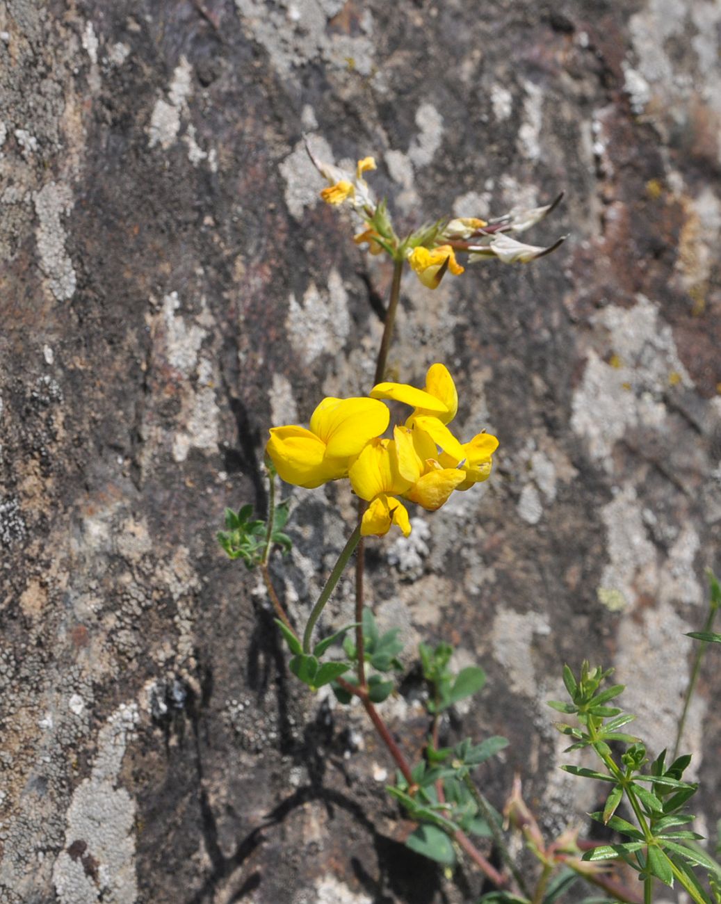 Image of Lotus caucasicus specimen.