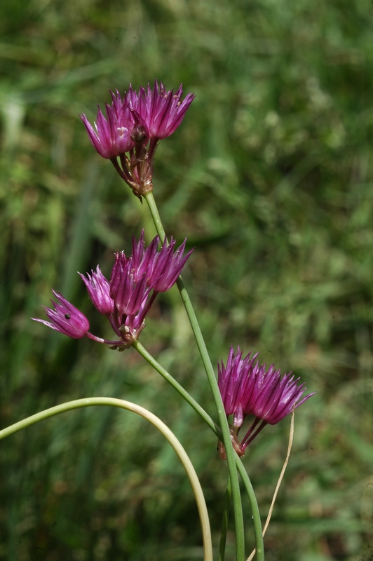 Image of Allium barsczewskii specimen.