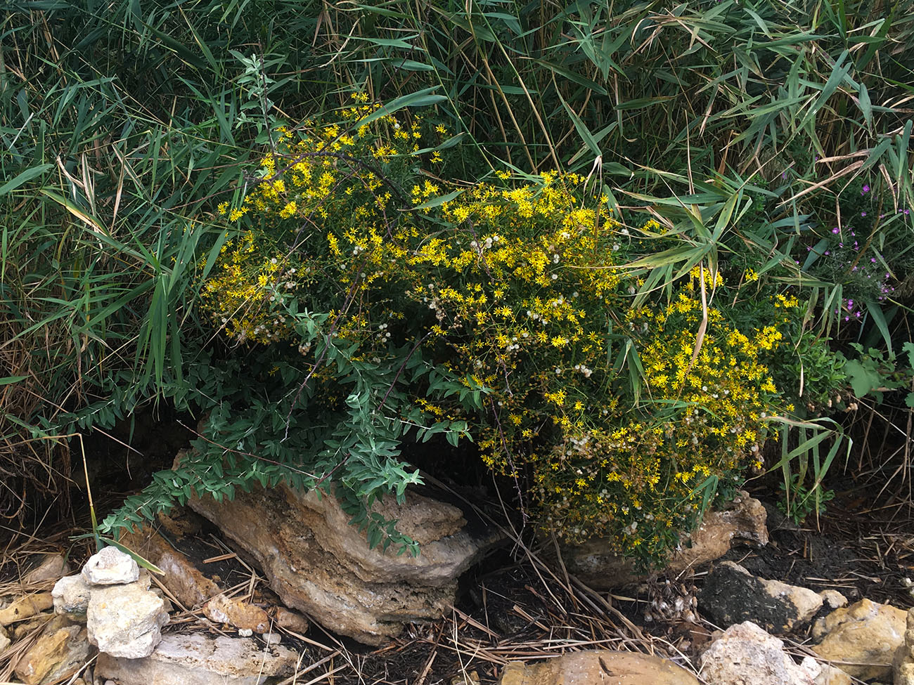 Изображение особи Senecio erucifolius.