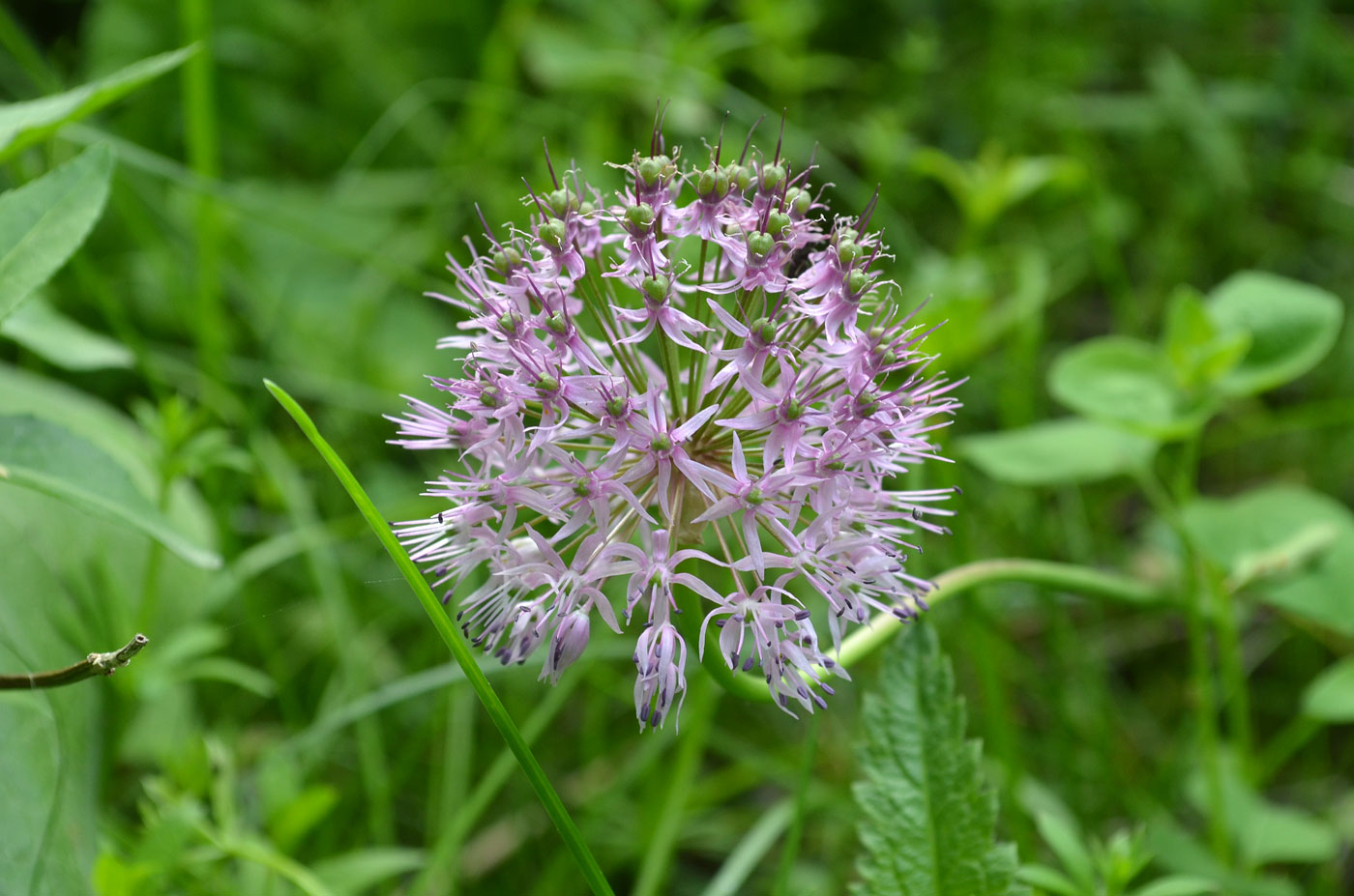 Image of Allium chychkanense specimen.