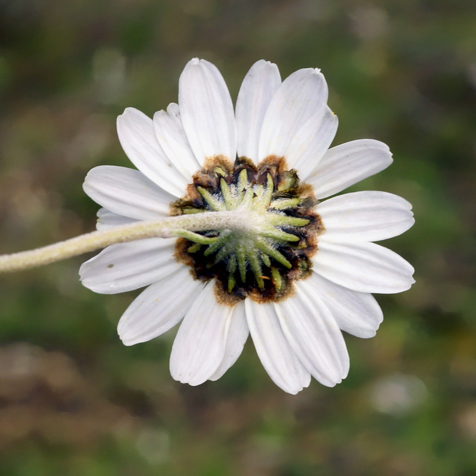 Изображение особи Chrysanthemum mongolicum.