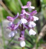 Anacamptis morio подвид syriaca. Соцветие. Республика Кипр, окр. г. Пафос (Πάφος), ≈ 700 м н.у.м., каменистый склон горы. 23.02.2019.