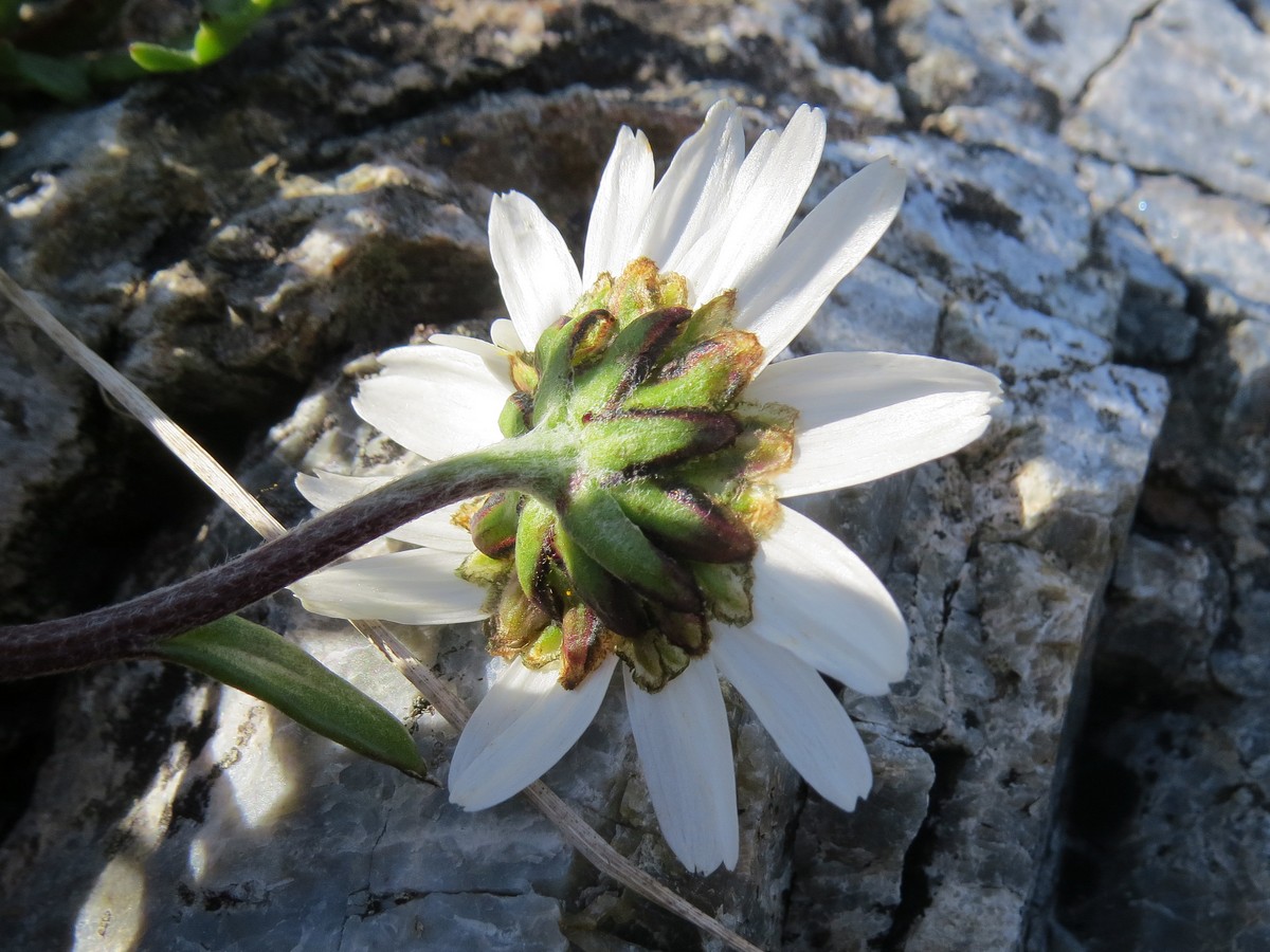 Image of Arctanthemum arcticum specimen.