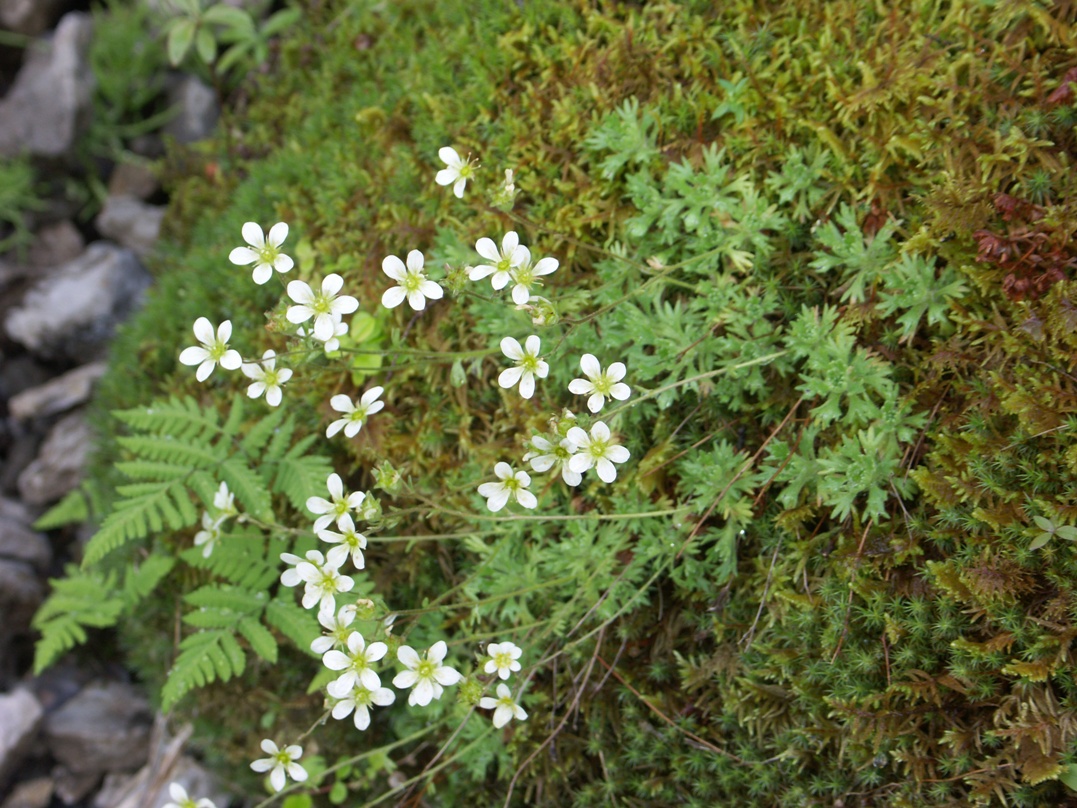 Изображение особи Saxifraga cespitosa.