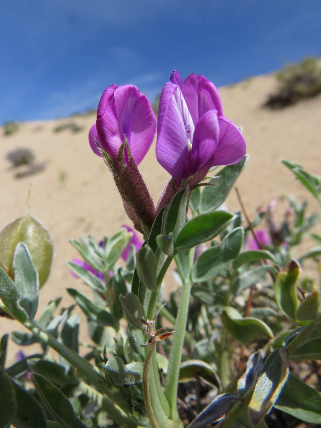 Изображение особи Oxytropis tragacanthoides.