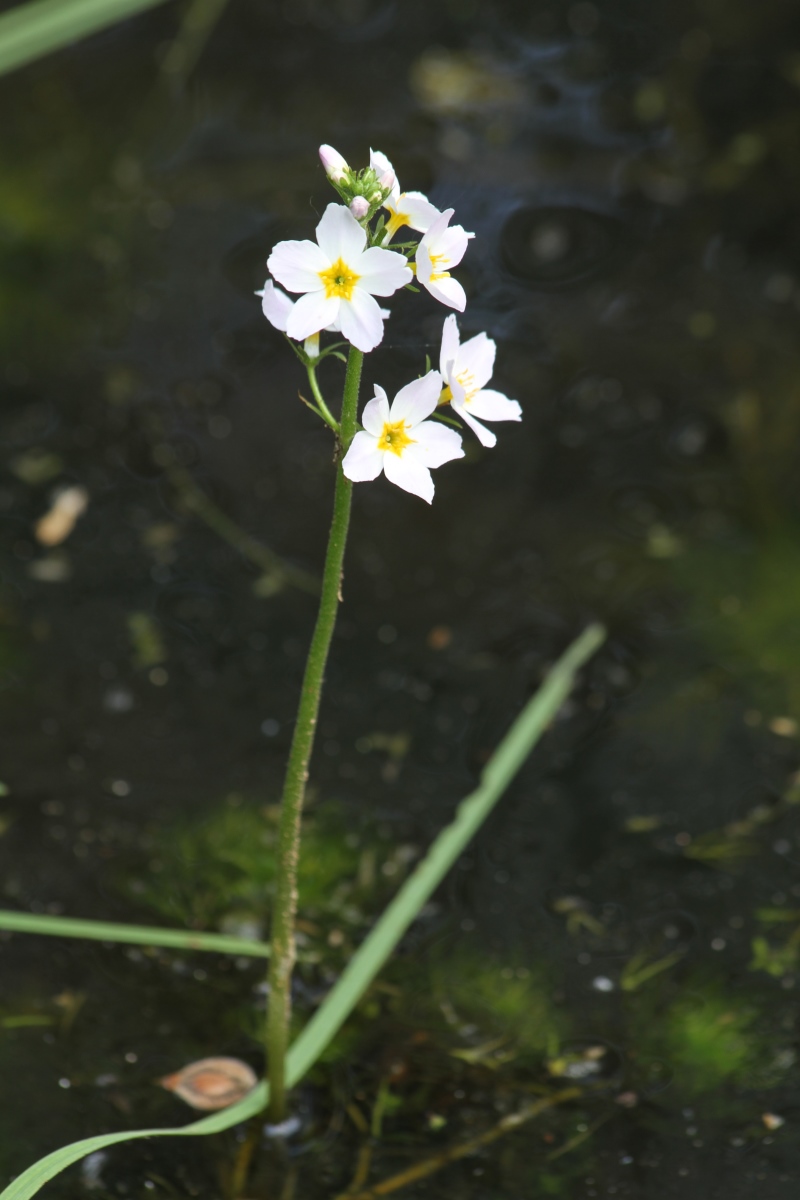 Image of Hottonia palustris specimen.