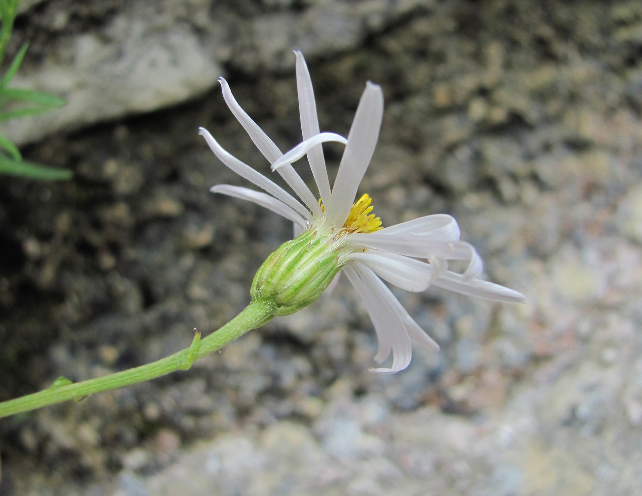 Image of Kemulariella rosea specimen.