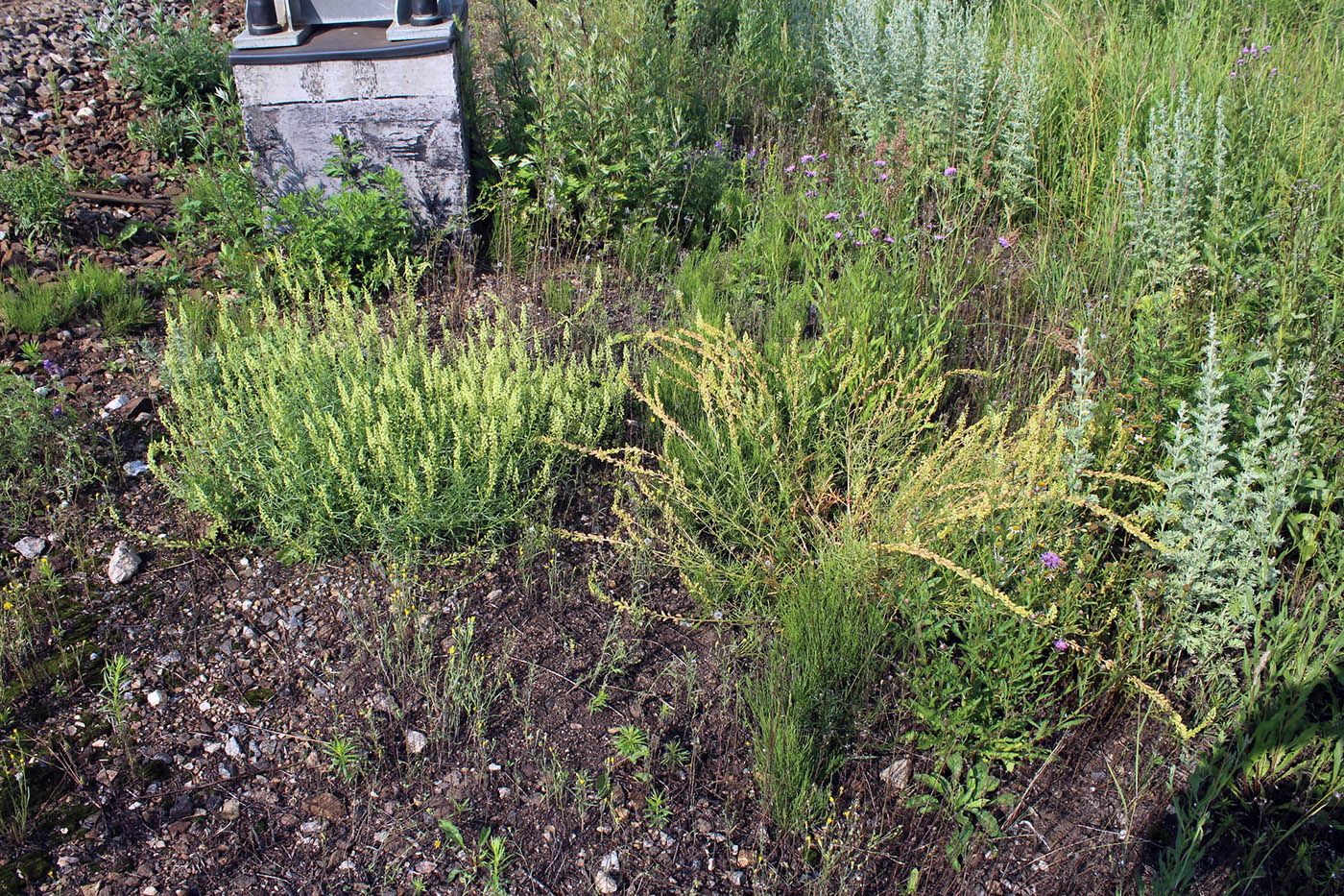 Image of Reseda lutea specimen.