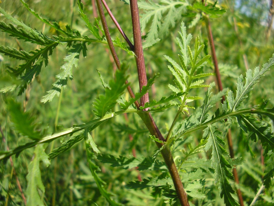 Изображение особи Tanacetum vulgare.