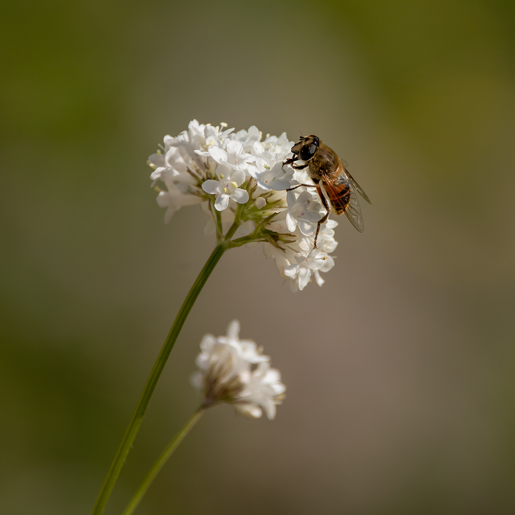 Image of Valeriana jelenevskyi specimen.