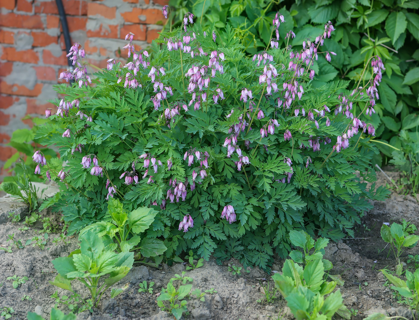 Image of Dicentra formosa specimen.