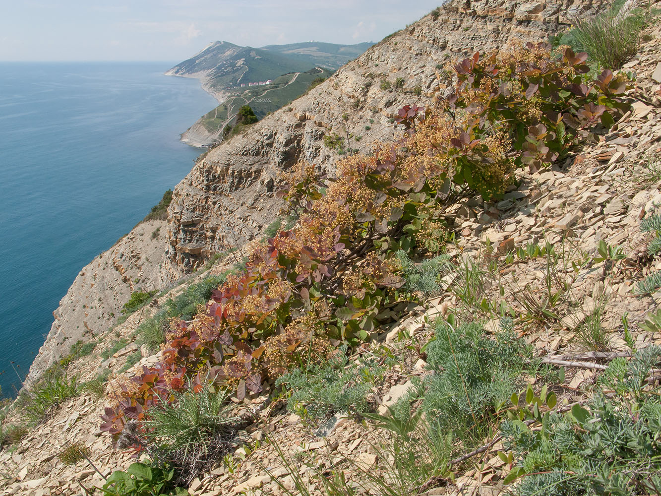 Изображение особи Cotinus coggygria.