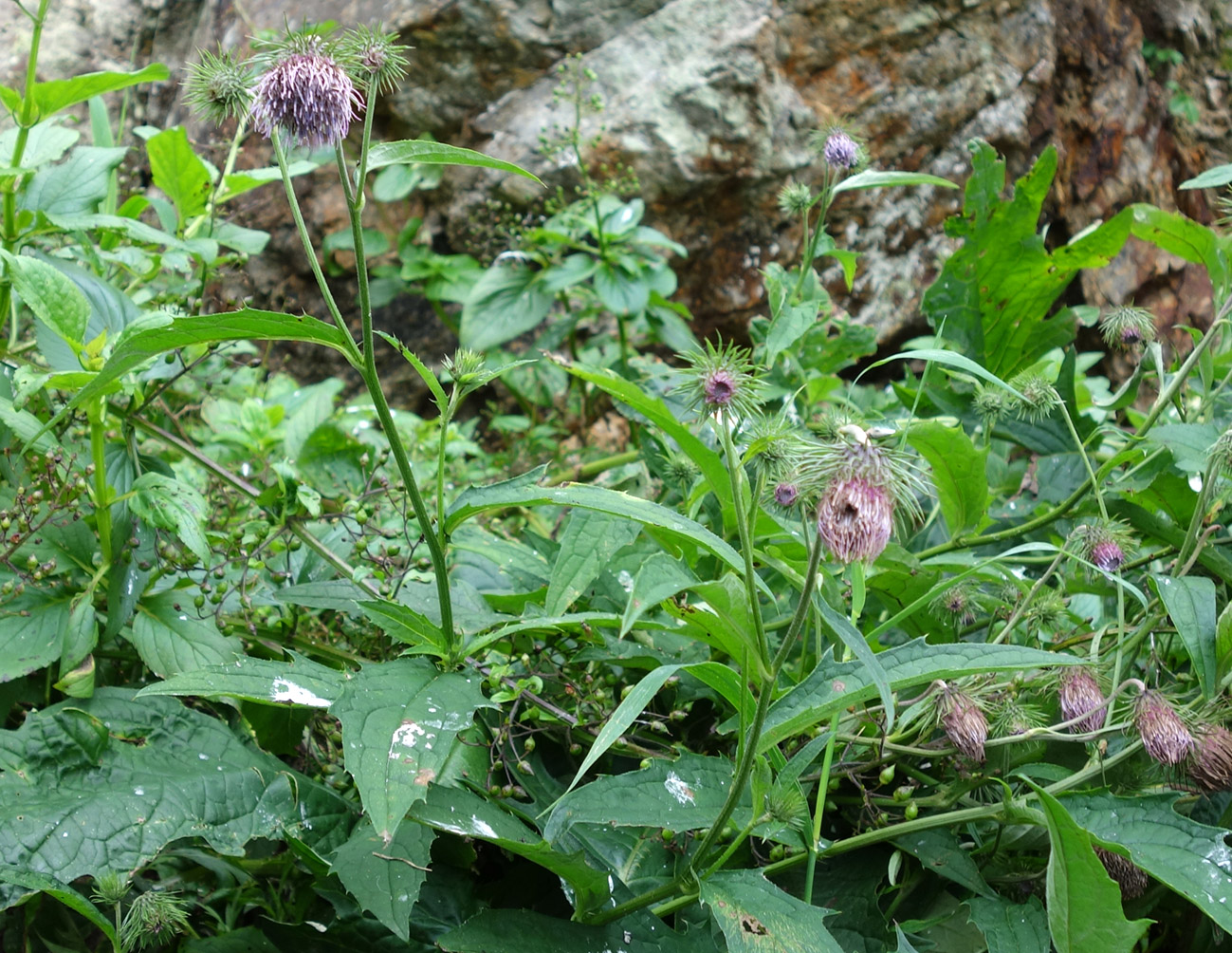 Image of Cirsium kamtschaticum specimen.