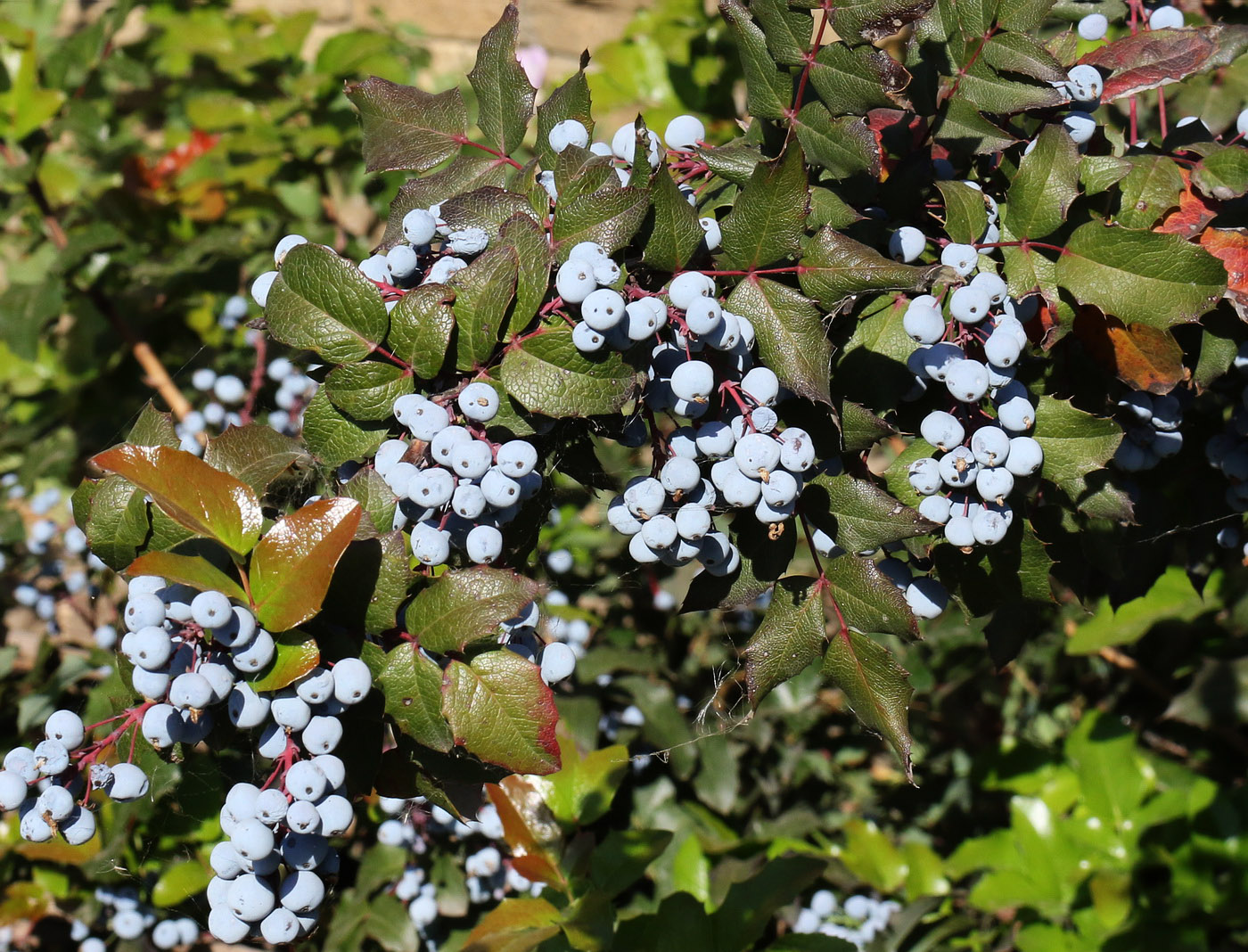 Image of Mahonia aquifolium specimen.