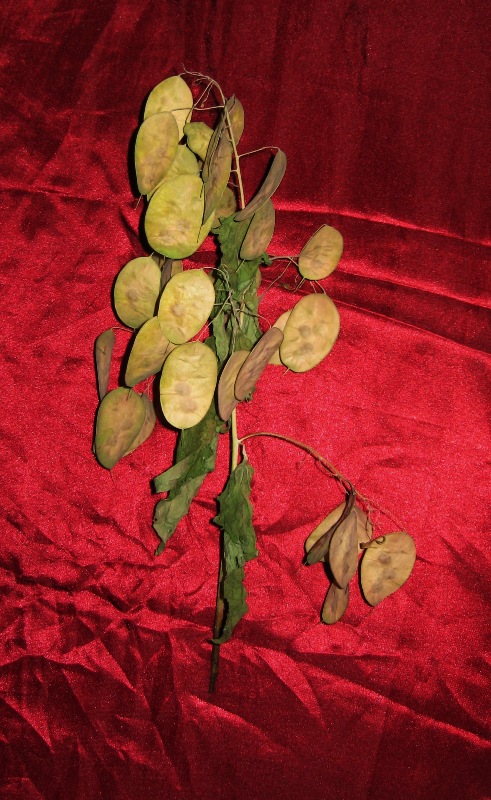 Image of Lunaria annua specimen.