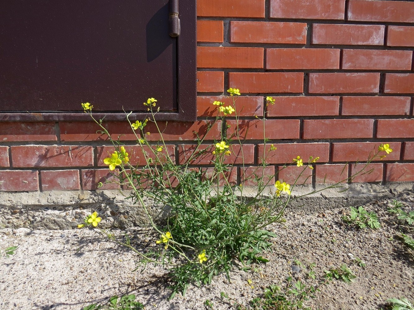 Image of Diplotaxis tenuifolia specimen.