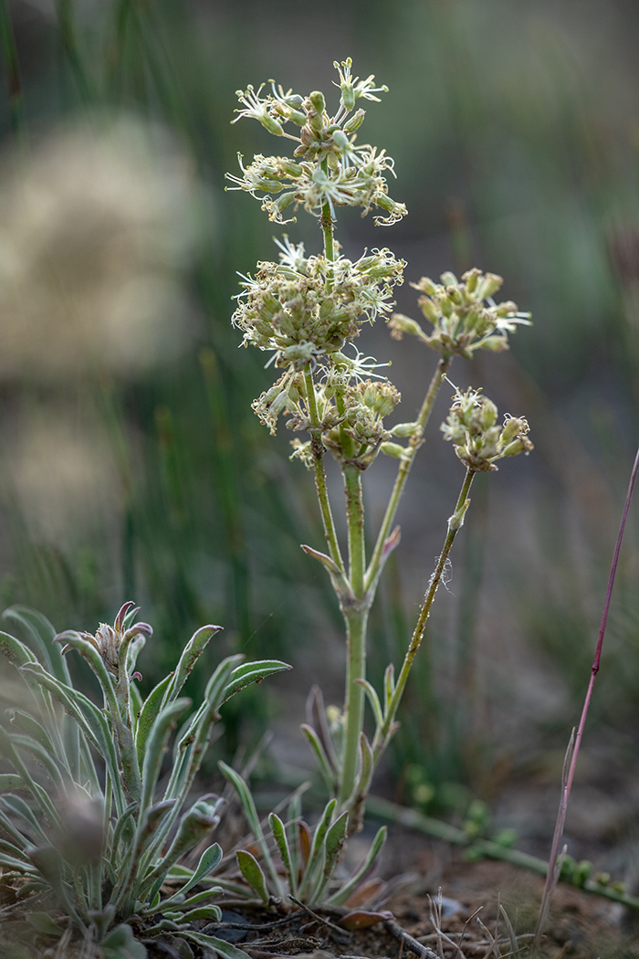 Изображение особи Silene hellmannii.