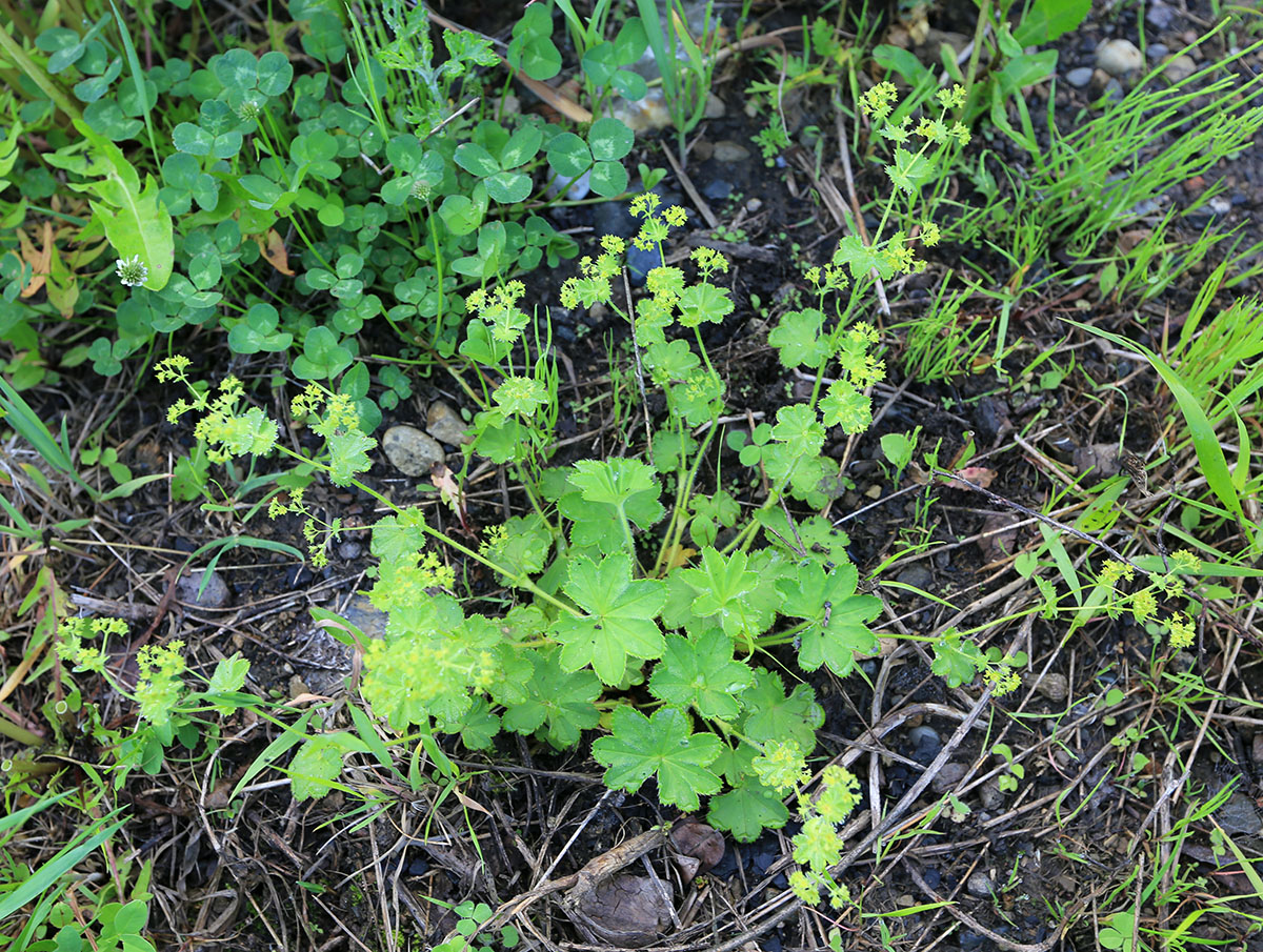 Image of Alchemilla micans specimen.