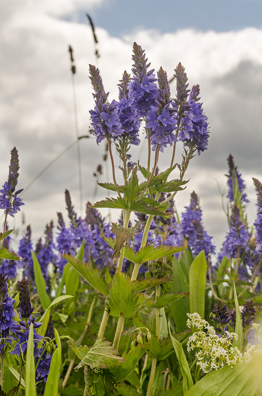 Изображение особи Veronica teucrium.